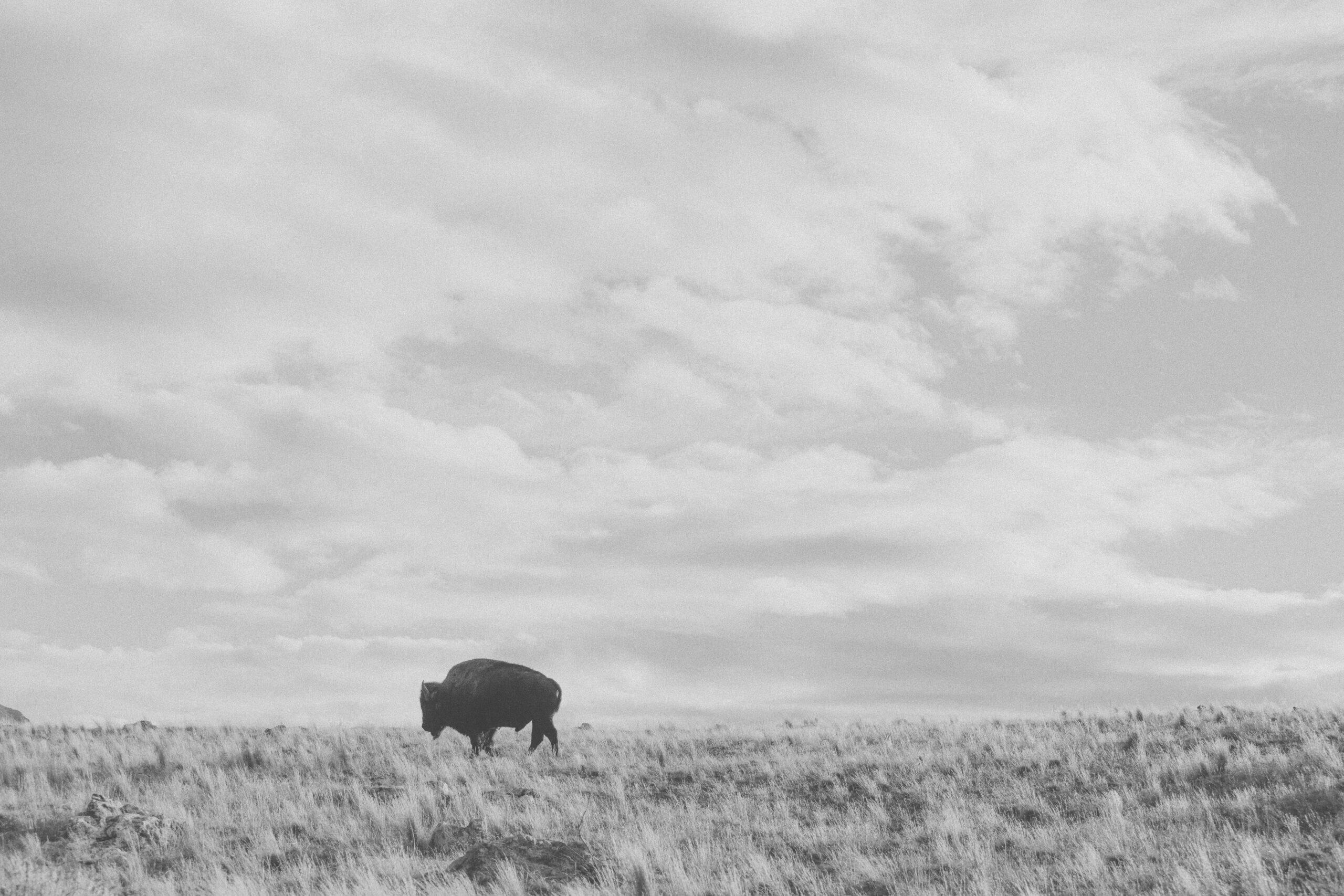 A lone bison in an open prairie